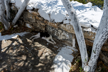 A cat is resting at the monastery of Panagia Hozoviotissa