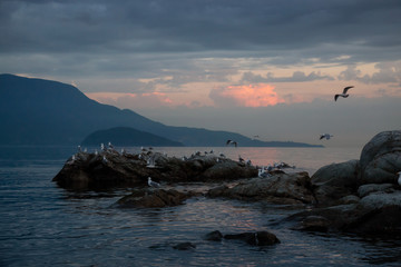 Obraz premium Flock of seagull on a rocky island during a vibrant sunset. Taken in Howe Sound, North of Vancouver, British Columbia, Canada.