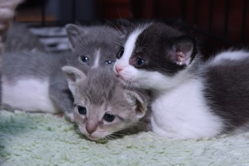CUTE GRAY AND WHITE KITTENS