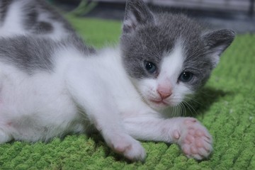 CUTE GRAY AND WHITE KITTENS