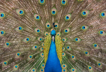 Obraz premium Portrait of peacock