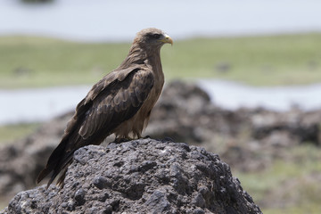 Black kite that sits on a large rock in the African savanna near the lake