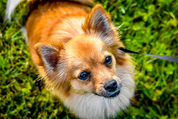 Pomeranian Chihuahua Portrait