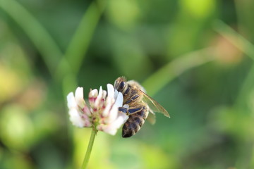 Biene auf Blume bei Bestäubung