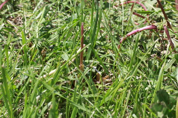 Close up of green grass