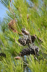 Fototapeta na wymiar cones of pine green sky