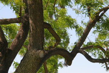 Fototapeta na wymiar Tree trunks