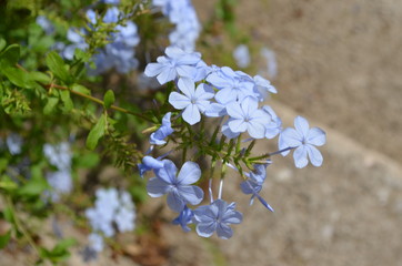 flower blue 
