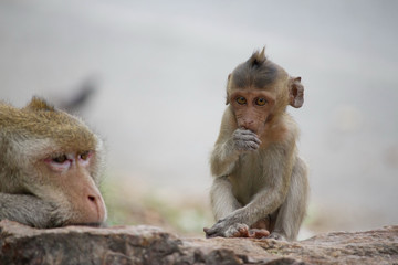 Naklejka premium 可愛いサル