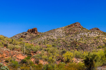 Fototapeta premium Rugged hillside in Arizona's Sonoran desert in springtinme; bright red and white earth is covered with giant Saguaro cacti, prickly pear and other native plants; The deep blue desert sky is overhead.