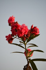 flower red branch