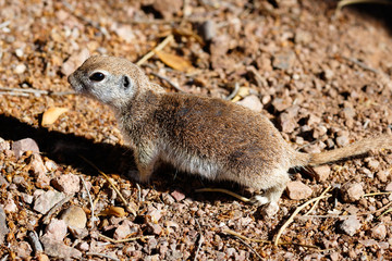 Female Round-tailed ground squirrel (xerospemuphilus tereticaudus), in Arizona's Sonoran desert; alert and standing still on the dry desert ground.  