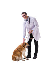 Vet doctor examining golden retriever dog isolated on white