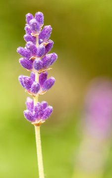 close up of lavdender violet stem.