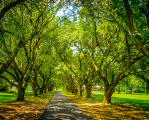 Fototapeta premium Rows of Trees long road landscape
