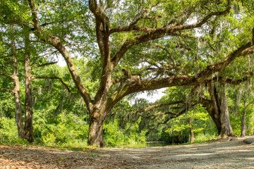 Swamp bayou river landscape