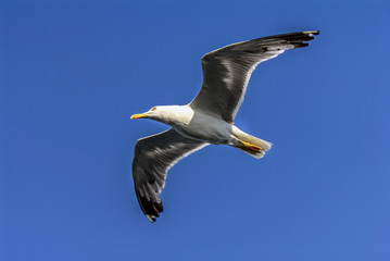 Istanbul, Turkey, 3 Agust 2012: Seagull at sky