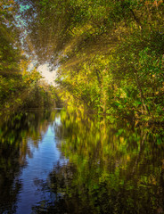 Fototapeta na wymiar Morning in the swamp