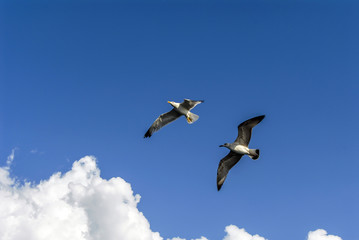 Fototapeta na wymiar Istanbul, Turkey, 3 Agust 2012: Seagulls at sky