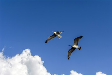 Istanbul, Turkey, 3 Agust 2012: Seagulls at sky