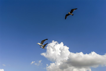 Istanbul, Turkey, 3 Agust 2012: Seagulls at sky