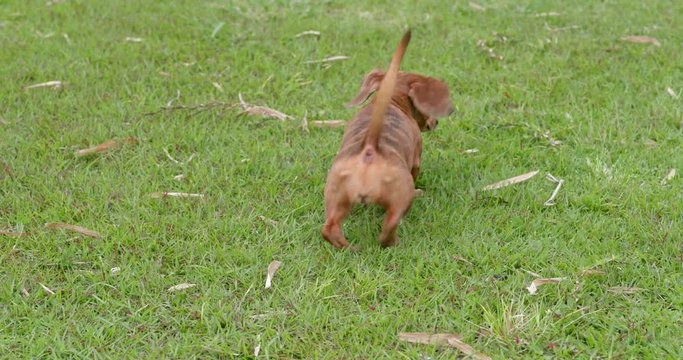 Dachshund dog pee at the park
