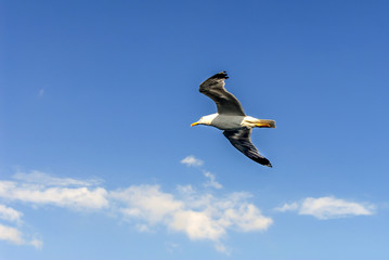 Fototapeta na wymiar Istanbul, Turkey, 3 Agust 2012: Seagull at sky