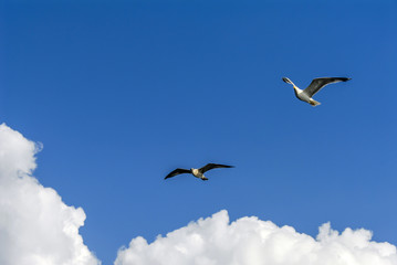 Istanbul, Turkey, 3 Agust 2012: Seagulls at sky