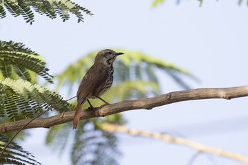 Spotted morning-thrush that sits on an acacia tree in the shade of a leaf on a hot African day