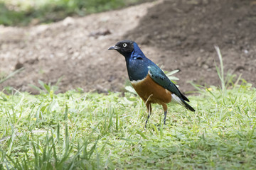 Superb starling who walks on a green lawn on a bright sunny day