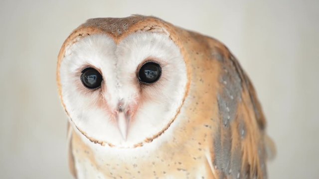 common barn owl ( Tyto albahead ) head close up
