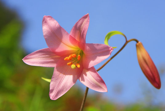 「ひめゆり」の画像 562 件の Stock 写真、ベクターおよびビデオ Adobe Stock