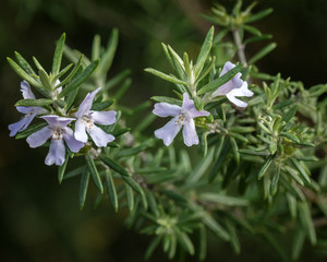 Close-up of Mauve Coastal Rosemary (Westringia fruticosa) - NSW wildflower © Anne Powell