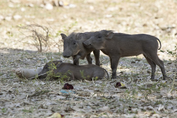 three young COMMON WARTHOG that rest on a hot day under the shade of trees