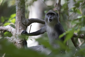 young blue monkey or diademed monkey who sits on a branch in the Zanzibar jungle