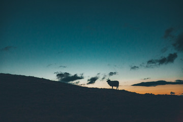 Fototapeta na wymiar Schaf Silhouette im Abendrot Sonnenuntergang auf dem Berg, Bauern füttern Nutztiere
