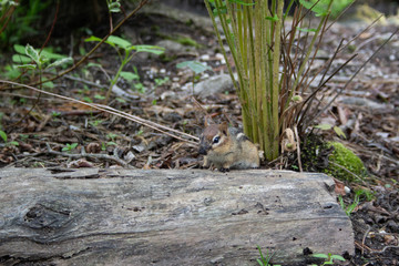 Chipmunk with leaves