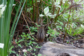 Fototapeta premium Chipmunk with leaves