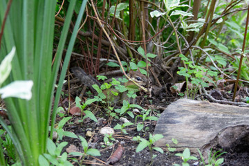 Chipmunk with leaves