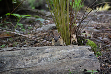 Chipmunk with leaves