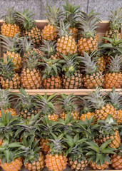 Pineapples, Tokyo