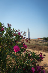 Beautiful Cyprus flowers an Paphos lighthouse in the background