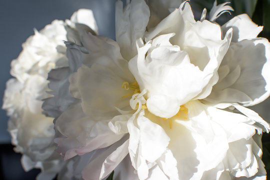 White Peony Full Frame Floral Background Photography
