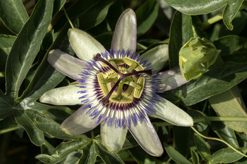 Close-up of exotic Passion Flower (Passiflora) with bud