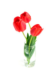 Red tulips in vase isolated on white background.