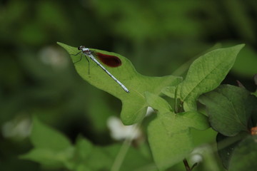 とんぼ　Dragonfly