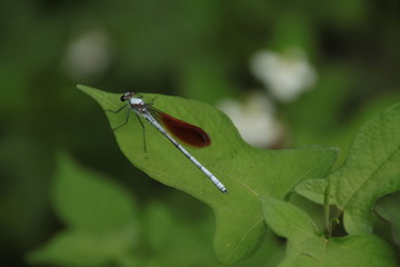 とんぼ　Dragonfly