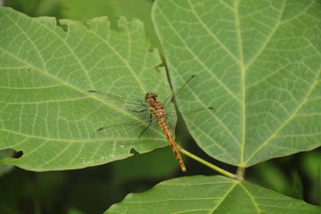 とんぼ　Dragonfly
