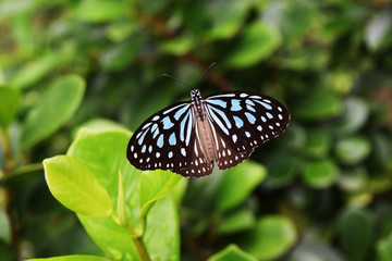 The Pale Blue Tiger , Tirumala limniace , Butterfly on tree with natural green background, Patterned blue on black wing beautiful
