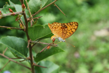 Black stripes on orange color wings of tropical insect , The Common Leopard  butterfly Butterfly is spawning on tree with natural green background
